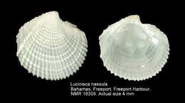 Image of Lucinisca nassula (Conrad 1846)