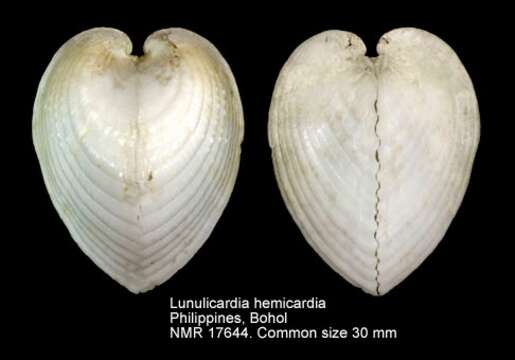 Image of Lunulicardia Gray 1853