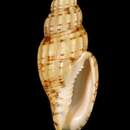 Image of Lyria boholensis Poppe 1987