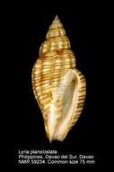 صورة Lyria planicostata (G. B. Sowerby Iii 1903)