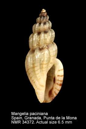 Image of Mangelia paciniana (Calcara 1839)