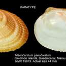 Image of Maoricardium pseudolatum Voskuil & Onverwagt 1991