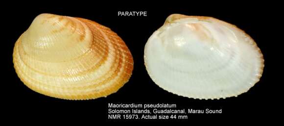 Image of Maoricardium pseudolatum Voskuil & Onverwagt 1991