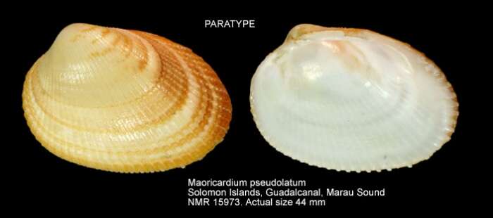 Image of Maoricardium pseudolatum Voskuil & Onverwagt 1991