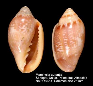 Imagem de Marginella aurantia Lamarck 1822