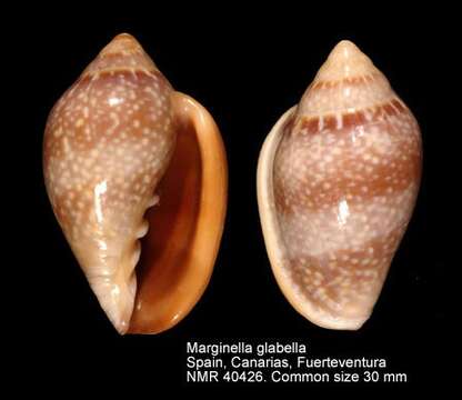 Marginella glabella (Linnaeus 1758)的圖片