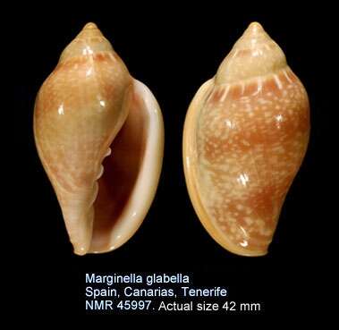 Sivun Marginella glabella (Linnaeus 1758) kuva