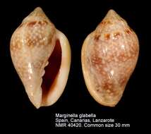 Imagem de Marginella glabella (Linnaeus 1758)