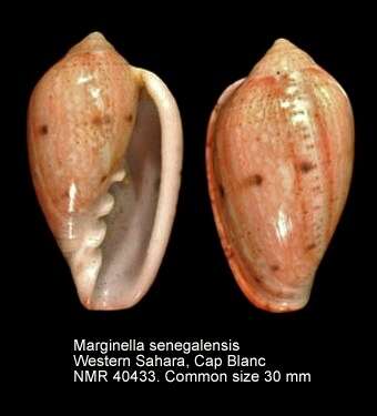Imagem de Marginella senegalensis Clover 1990
