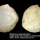 صورة Megaxinus appendiculatus (Locard 1898)