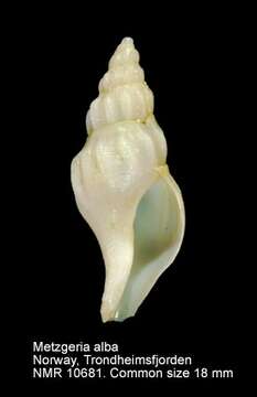 Image of Metzgeria alba (Jeffreys ex Wyville Thomson 1873)