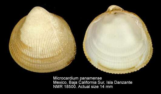 Image of Microcardium panamense (Dall 1908)