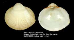 Image of Microcardium pazianum (Dall 1916)