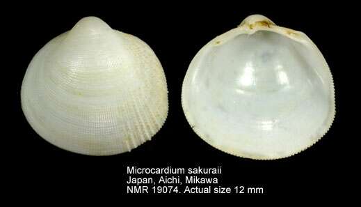 Image of Microcardium sakuraii (Habe 1961)