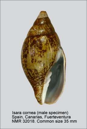 Sivun Isara cornea (Lamarck 1811) kuva