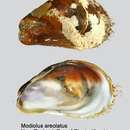 Image of Modiolus areolatus (Gould 1850)