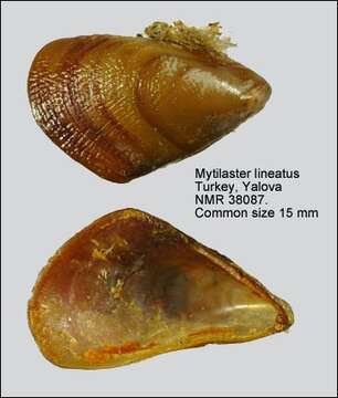 Image of Mytilaster lineatus (Gmelin 1791)