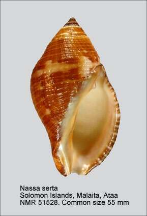 Image of sertum rock shell