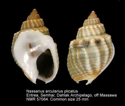 Image of shielded dogwhelk