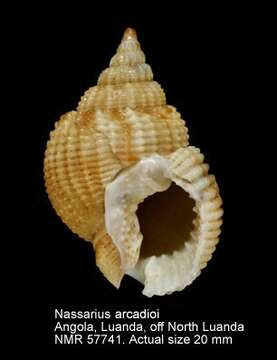 Image of Nassarius arcadioi Rolán & Hernández 2005