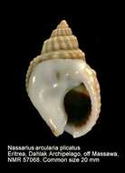 Image of shielded dogwhelk