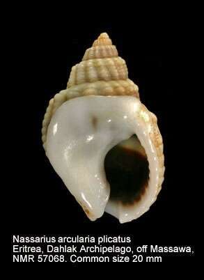 Sivun Nassarius arcularia plicatus (Röding 1798) kuva