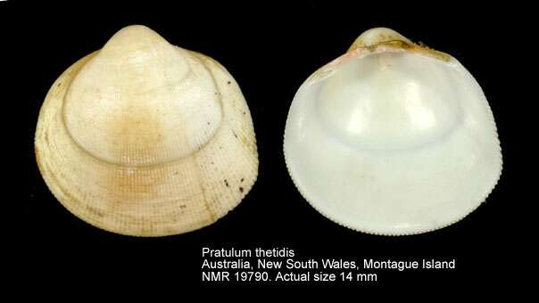 Image of Pratulum thetidis (Hedley 1902)