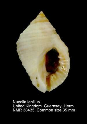 Nucella lapillus (Linnaeus 1758)的圖片