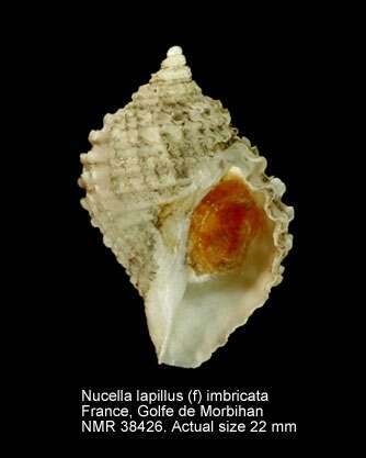 Nucella lapillus (Linnaeus 1758)的圖片