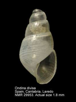 Image de Ondina divisa (J. Adams 1797)