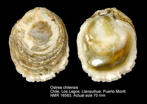 Ostrea chilensis Küster 1844 resmi