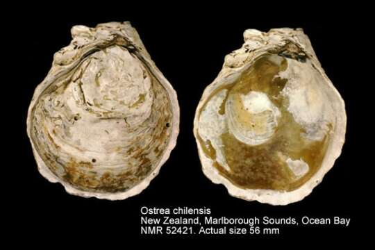 Image of Chilean Oyster