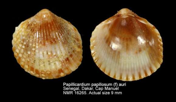 Sivun Papillicardium papillosum (Poli 1791) kuva