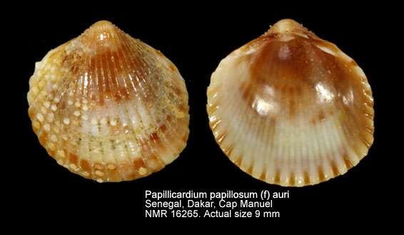 Sivun Papillicardium papillosum (Poli 1791) kuva