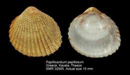 Sivun Papillicardium papillosum (Poli 1791) kuva