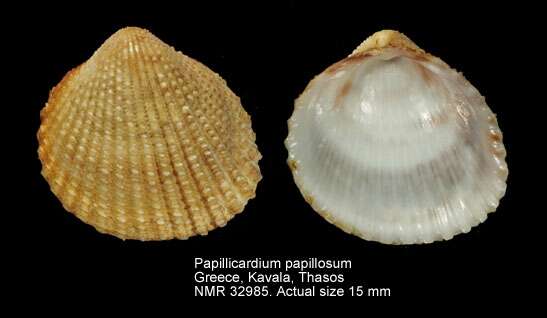 Image of Papillicardium papillosum (Poli 1791)