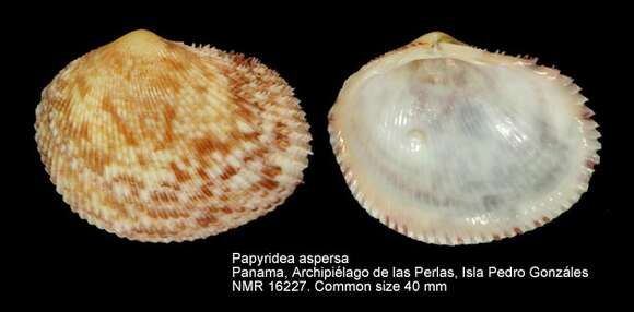 Image of Papyridea aspersa (G. B. Sowerby I 1833)