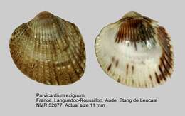Image de Parvicardium exiguum (Gmelin 1791)