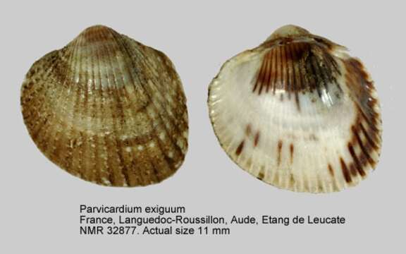 Слика од Parvicardium exiguum (Gmelin 1791)