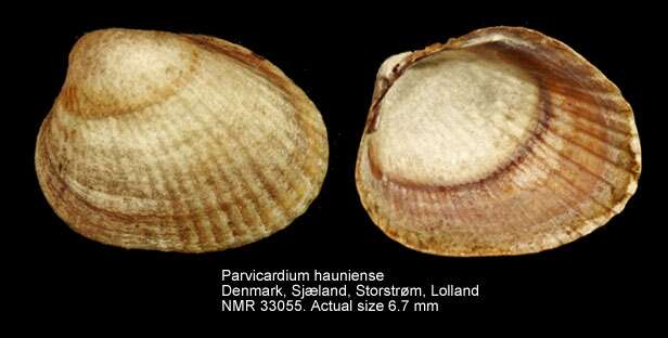 Image de Parvicardium hauniense (Petersen & Russell 1971)