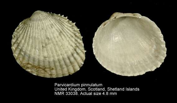 Image de Parvicardium pinnulatum (Conrad 1831)