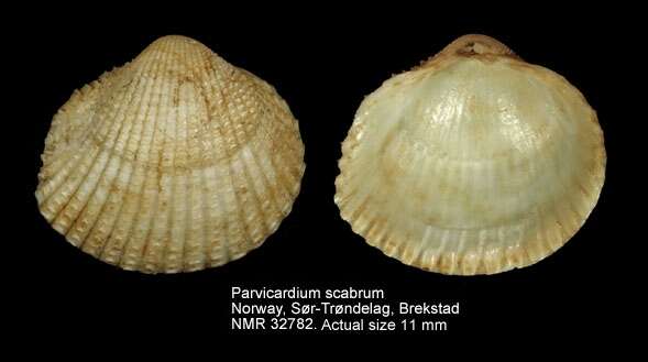 Image de Parvicardium scabrum (Philippi 1844)