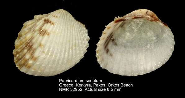 Image of Parvicardium scriptum (Bucquoy, Dautzenberg & Dollfus 1892)