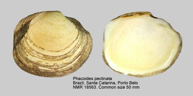 Image of Phacoides Agassiz 1846
