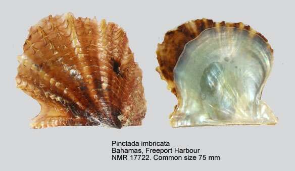 Pinctada imbricata Röding 1798 resmi