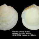 Image of Pseudolucinisca lacteola (Tate 1897)