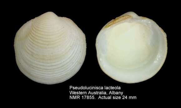 Image de Pseudolucinisca Chavan 1959