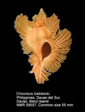Sivun Chicoreus loebbeckei (Kobelt 1879) kuva