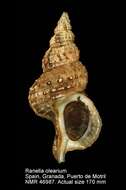 Image of giant frogsnail