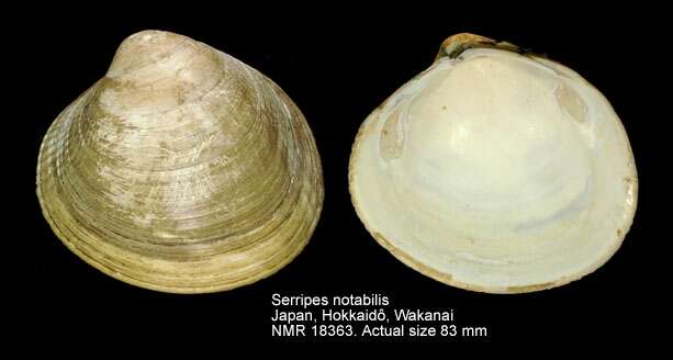 Image of Serripes notabilis (G. B. Sowerby Iii 1915)